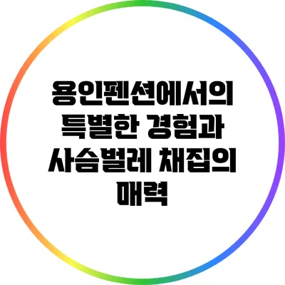 용인펜션에서의 특별한 경험과 사슴벌레 채집의 매력